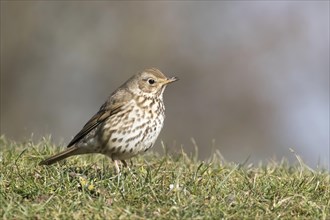 Song thrush