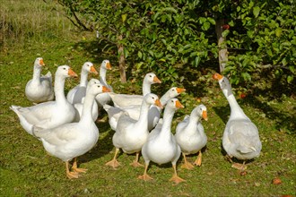 Flock of domestic geese