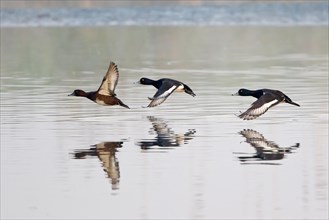 Three flying tufted ducks