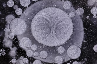 Forms of ice in a puddle