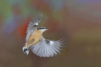 Eurasian nuthatch