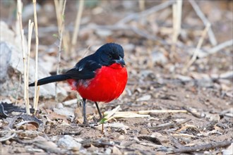 Red-bellied Shrike