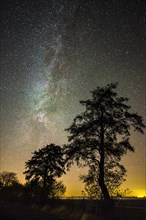 Stars in the sky above a tree
