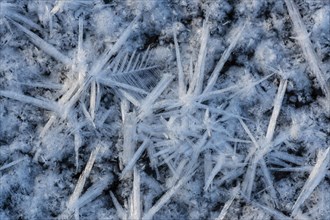 Forms of ice in a puddle