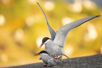 Arctic tern