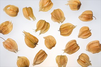 Dried physalis spread on a white background
