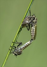 Mating of robber flies of the subfamily Asilidae