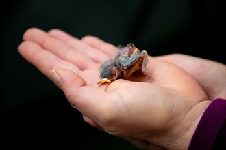 Dead great tit chick in hand