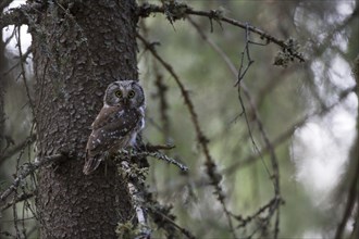 Tengmalm's owl