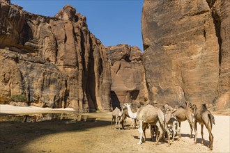 Camel herd