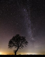 Stars in the sky above a tree