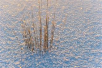 Blades of grass in the backlight enclosed by a sheet of ice in the moor