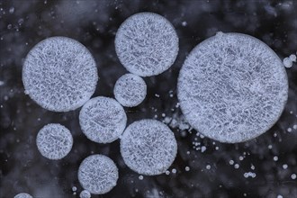 Forms of ice in a puddle