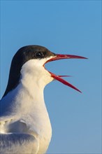 Calling Arctic tern
