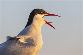 KuCalling Arctic tern