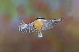 Eurasian nuthatch