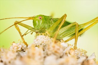 Macro Focus Stacking picture of male of Oak Bush-Cricket