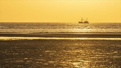 Crab cutter in the mudflats at evening light