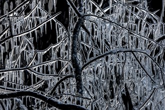Branches enclosed by ice with icicles after an icy rain