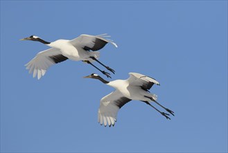Two Manchurian cranes