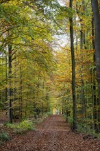 Forest path in a beech forest