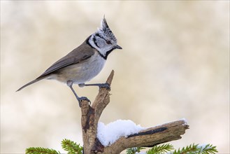 Crested tit