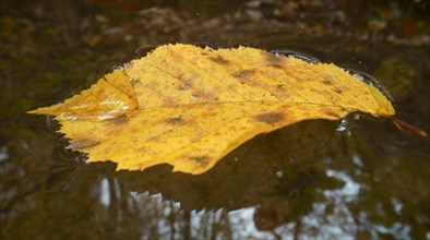 Autumn leaf of a hornbeam