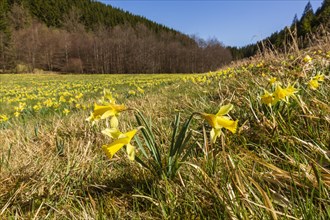 Daffodil meadow with wild yellow daffodils