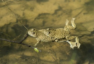 Mating of yellow-bellied toads