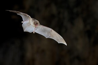 Common bent-wing bat