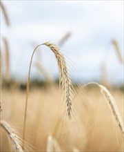 Ears of corn in a field