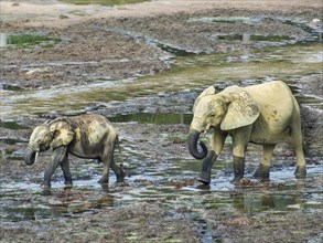 African forest elephants