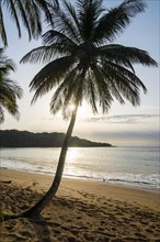 Backlight of a palm tree in the Bom Bom Resort