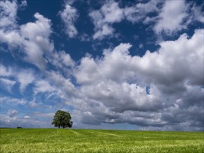 Lonely pair of trees in a meadow under thunderclouds