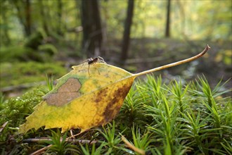 Autumn leaf of a birch