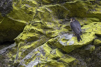 Peregrine falcon Falcon