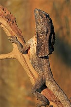 Frill-necked lizard
