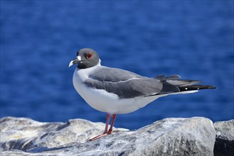 Swallow-tailed gull