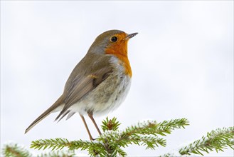 European robin