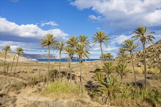 Palms at the beach El Playazo