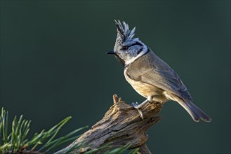 Crested tit