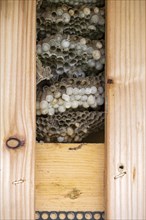 Wasp nest behind wooden boarding