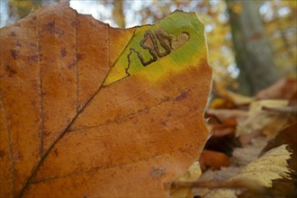 Autumn leaf of a Common beech