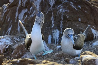 Courting blue-footed boobies