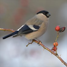 Eurasian bullfinch