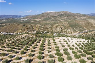 Cultivated olive trees