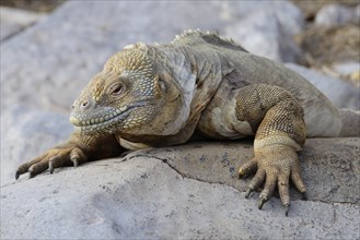 Drusenkopf or Galapagos Land Iguana