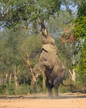 Elephant bull