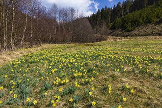 Daffodil meadow with wild yellow daffodils