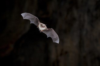 Long-fingered bat